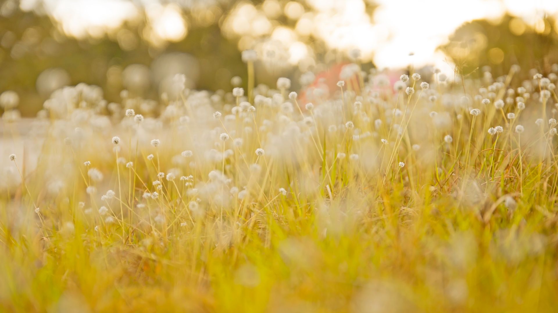 Peaceful field with wildflowers representing natural balance and tranquility